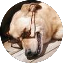 Bruce MacDonald profile picture